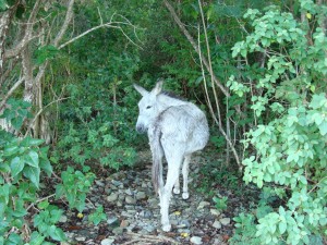 Wild Donkey on St John USVI