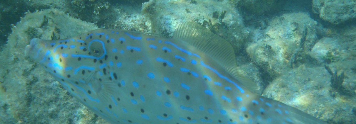 Scrawled Filefish neon phase