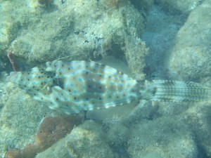 Scrawled Filefish pale phase