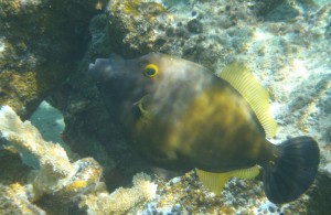 Whitespotted Filefish normal phase